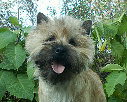 Cairn Bries Carachel Amor Amor